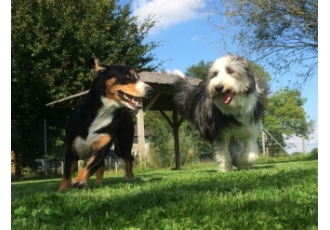Hundeschule und Pension in München – Maier