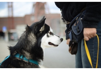 Salewski Katrin Bunter Hund NRW Salewski Katrin Bunter Hund NRW