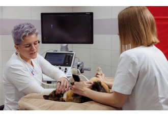Tierarzt & Weichteilchirurgie in Berlin – Veterinärmedizinisches Zentrum
