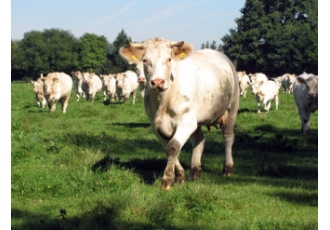 Charolais-Rindfleisch ab Hof in München – Zillerhof Charolais-Rindfleisch ab Hof in München – Zillerhof