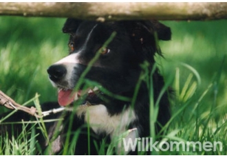 Hundeschule in Tuntenhausen – Lustige Hunde Hundeschule in Tuntenhausen – Lustige Hunde