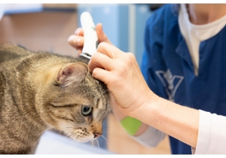 Dr med vet Birgit Kirchhoff Mobile Kleintierpraxis