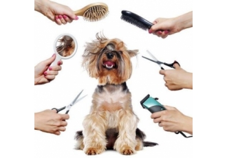 Hundefriseur in Düsseldorf – Hundesalon Fifikus Hundefriseur in Düsseldorf – Hundesalon Fifikus