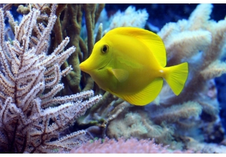 Seepferdchen Zucht und Pflege in Ahlerstedt – Meerwasseraquaristik Land