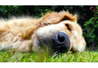 Hundephysiotherapie in Leinfelden-Echterdingen – Melanie Münch Hundephysiotherapie in Leinfelden-Echterdingen – Melanie Münch
