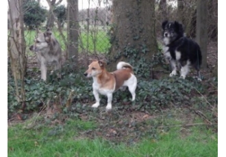 Tierpension für Hunde in Hamm – Susanne Berthel Tierpension für Hunde in Hamm – Susanne Berthel