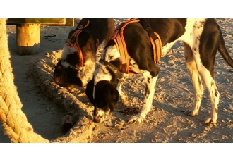 Hundeschule in Weyhe – activity-dogs Hundeschule in Weyhe – activity-dogs