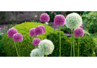 STEINBERG GÄRTEN e K Gartenbau STEINBERG GÄRTEN e K Gartenbau