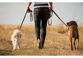 Simply Clever Dogs Hundeschule
