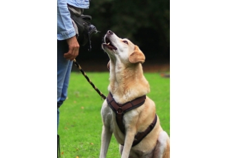 Hundeschule in Bremen – Hundetraining Vogt