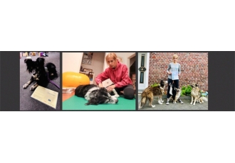 Tierphysiotherapie für Hunde und Katzen in Hückelhoven – Pfotifit Tierphysiotherapie für Hunde und Katzen in Hückelhoven – Pfotifit
