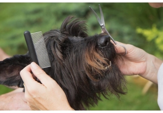 Hundefriseur in Meßkirch – Uta's Pfotentreff Hundefriseur in Meßkirch – Uta's Pfotentreff