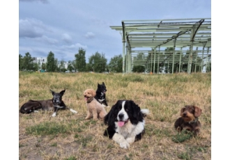 Schulhund- und Therapiehundausbildung in Berlin – Prima Hunde Schulhund- und Therapiehundausbildung in Berlin – Prima Hunde