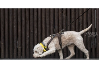 Tierarzt und Hundeschule in Hannover – Dr. Sandra Bruns Tierarzt und Hundeschule in Hannover – Dr. Sandra Bruns