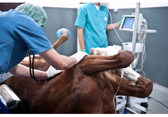 Dr med vet Lutz Dr med vet Heidbrink Fachtierärzte für Pferde u Chirurgie