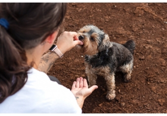 Hundebetreuung in Hamburg – Dogsenstop Hundebetreuung in Hamburg – Dogsenstop