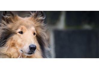 Learning by Dog Die Hundeschule
