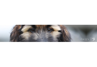 Hundefriseur in Mochau – Annett Witte Hundepflegesalon