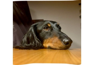 Ernährungsberatung für Hunde und Katzen in Mönsheim – Natürlich & Artgerecht Ernährungsberatung für Hunde und Katzen in Mönsheim – Natürlich & Artgerecht
