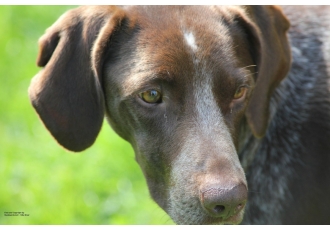 Hundeschule in Essen – Silke Brod Hundeschule in Essen – Silke Brod
