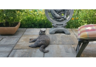 Katzenpension in Rommerskirchen – Katzen-Garten Katzenpension in Rommerskirchen – Katzen-Garten