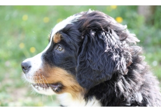 Hundeschule coach4dog Hundeschule