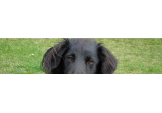 Hundeschule und Katzenschule in Berlin – Tierschule Lühl Hundeschule und Katzenschule in Berlin – Tierschule Lühl