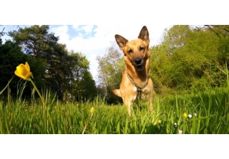 Dog4 Hundeverhaltensberatung Training & Therapie Hundetrainer