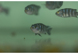 Aquaristik Schaffer Jürgen Schaffer