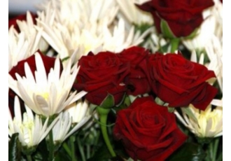Blumen und Pflanzen in Dresden – hofmann + frau Blumen und Pflanzen in Dresden – hofmann + frau