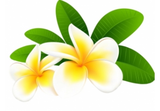 Wellness-Massage in Bremen – Wellness-Massage BALI