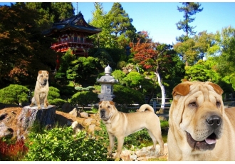 Shar Pei Kennel Ti Xiang