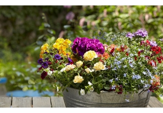 Stil + Blüte Blumen Dekoration Pflanzen Service Event und Messedekoration