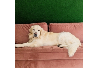 Hundefriseur in Fürth – Komm In Style