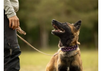 Beyondtails · Hundetraining & Maulkorbberatung