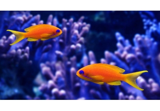 Aquarien Concept Wolfgang Rieß