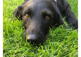 Schnauzenlogik Hundetraining in Haan