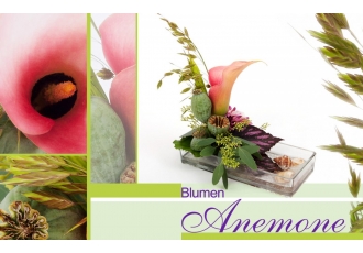 Blumen Anemone