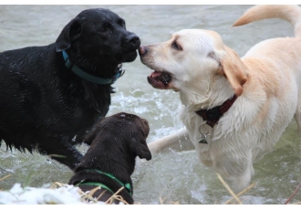 Mobile Hundeschule in Neubiberg – HundsGscheid Mobile Hundeschule in Neubiberg – HundsGscheid