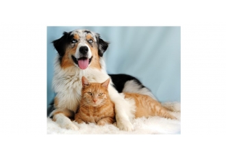 Chirurgische und Gynäkologische Kleintierklinik der LMU Chirurgische und Gynäkologische Kleintierklinik der LMU