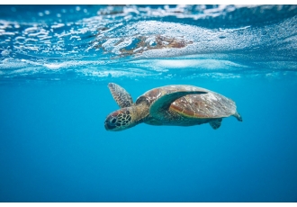 Caretta Schwimmakademie