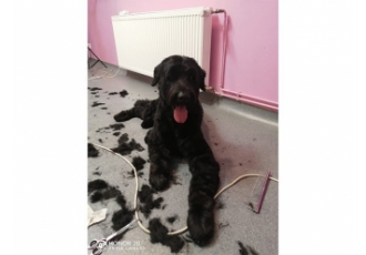 Dog Stylz Hundefriseur & Spa