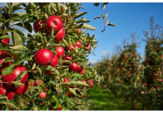 Obstgut Marquardt Hofladen Obstscheune
