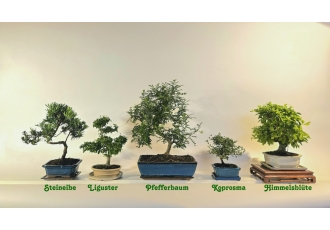 Bonsai Studio Bremen Inh Yvonne Kühl Bonsai Studio Bremen Inh Yvonne Kühl