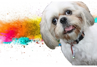 Hundesalon Nessi