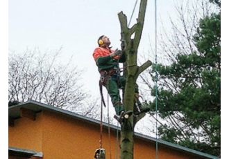 Baumpflege in Dresden – Baumdienst Andrée Funke Baumpflege in Dresden – Baumdienst Andrée Funke
