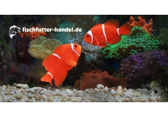 Aquaristik und Zoo Singer