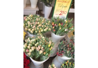 Blume 2000