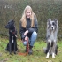 Nordpfoten Hundeschule  für