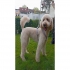 Dog Hundefriseur als Dog Hundefriseur als